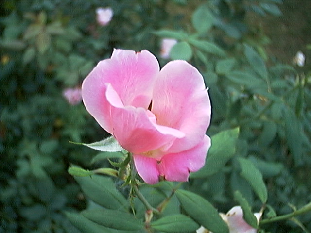 Pink Rose taken by Apple QuickTake 200 camera 